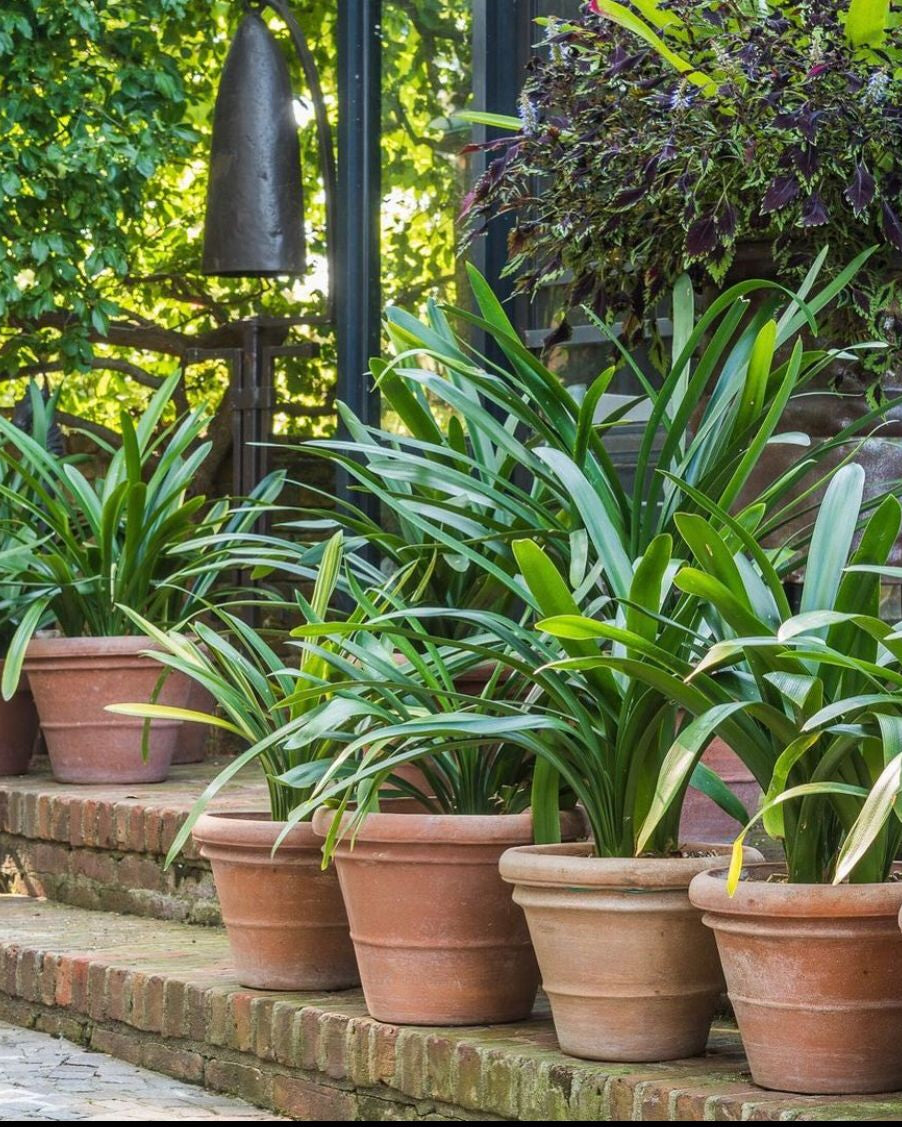 Row of Vaso Liscio Classico Italian terracotta planters with agapanthus on brick garden steps, mixed garden border and pergola structure in background