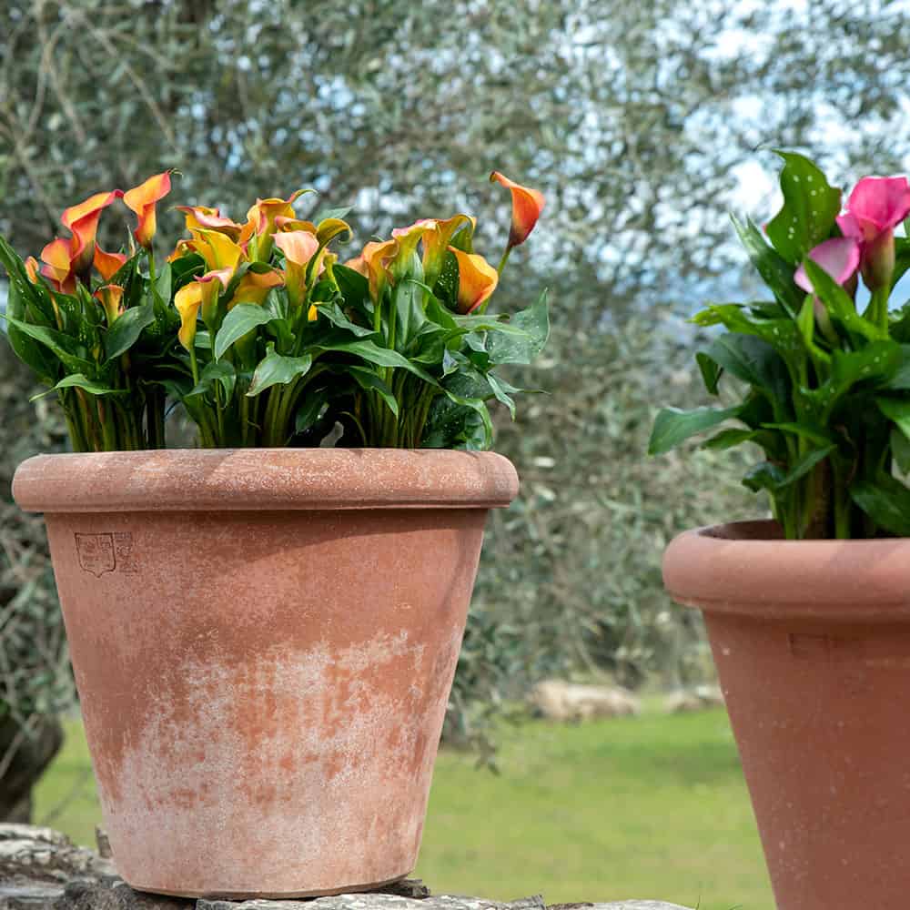 Vaso Camelia Toscano - Design Matters