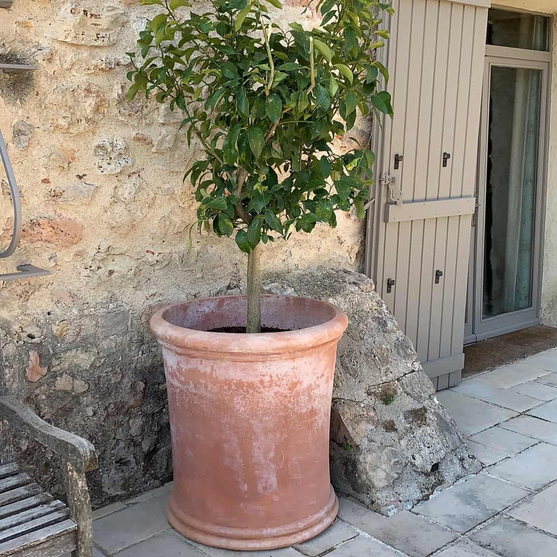 Vaso Tamburo Liscio Italian terracotta planter with citrus tree on stone terrace, weathered limestone wall and painted shuttered door in background