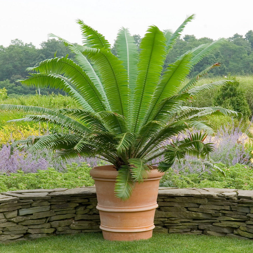 Vaso Fasce Francesi Italian terracotta planter with cycad palm in garden setting, stone retaining wall and mixed border planting in background