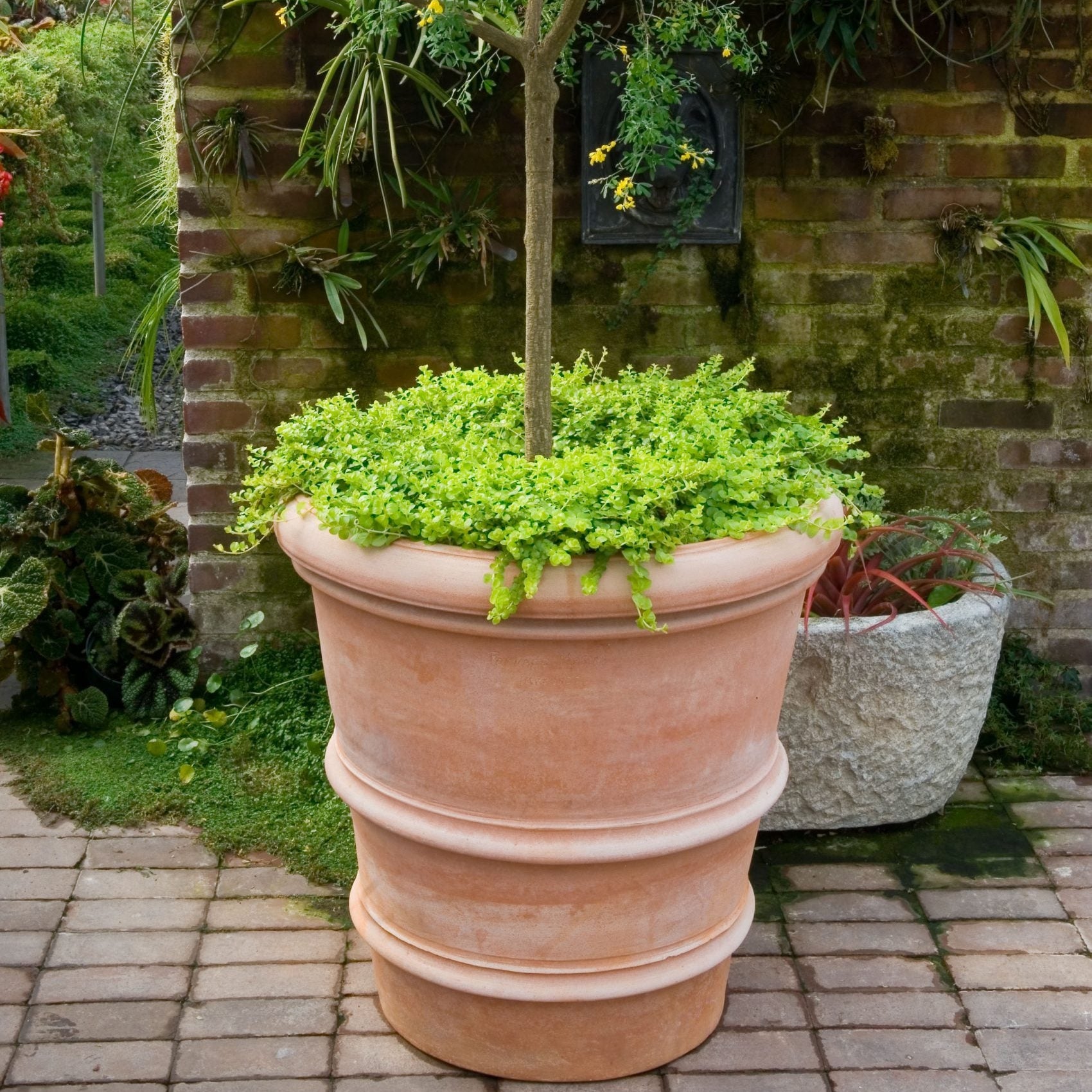Vaso Fasce Francesi Italian terracotta planter with standard tree and trailing ground cover on brick courtyard, aged brick wall and mixed plantings in background
