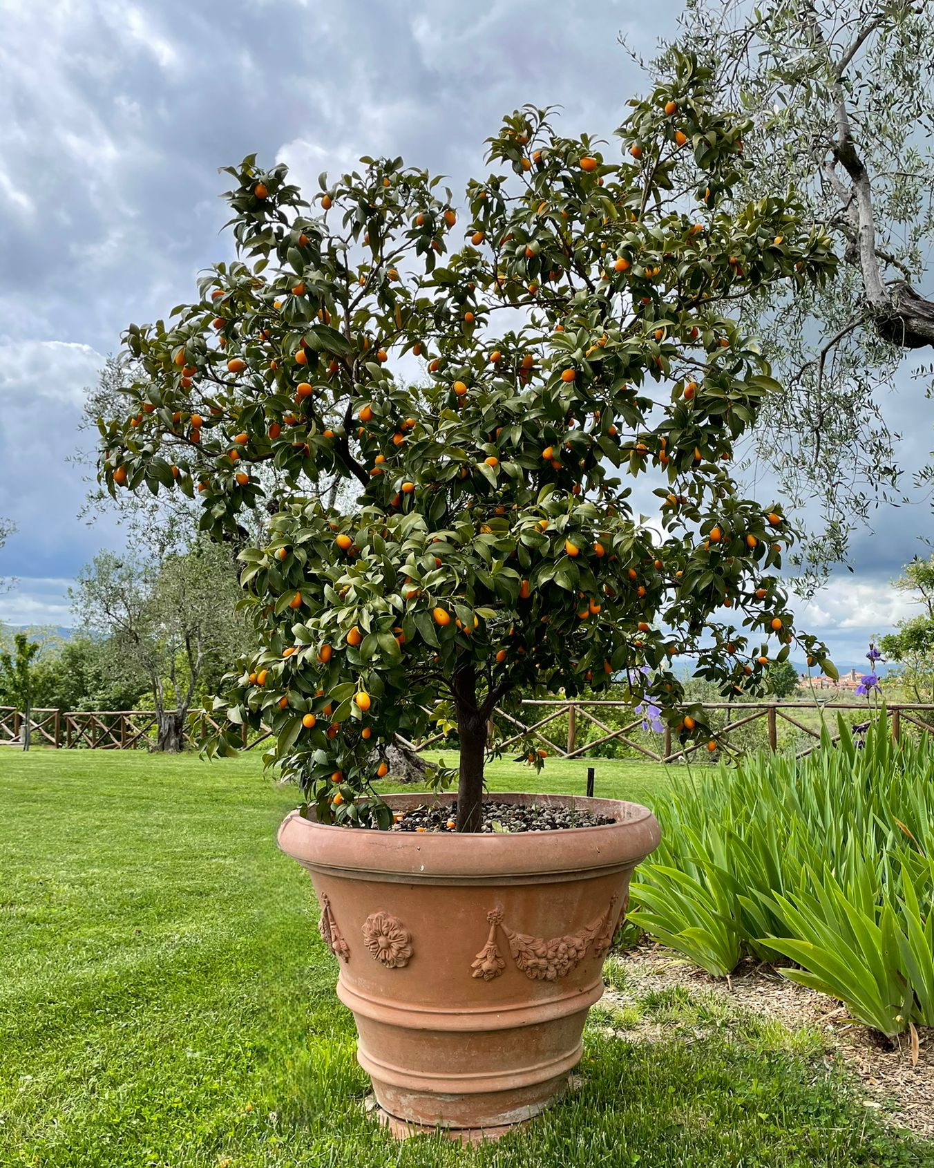 Potted orange tree in a garden with a scenic background