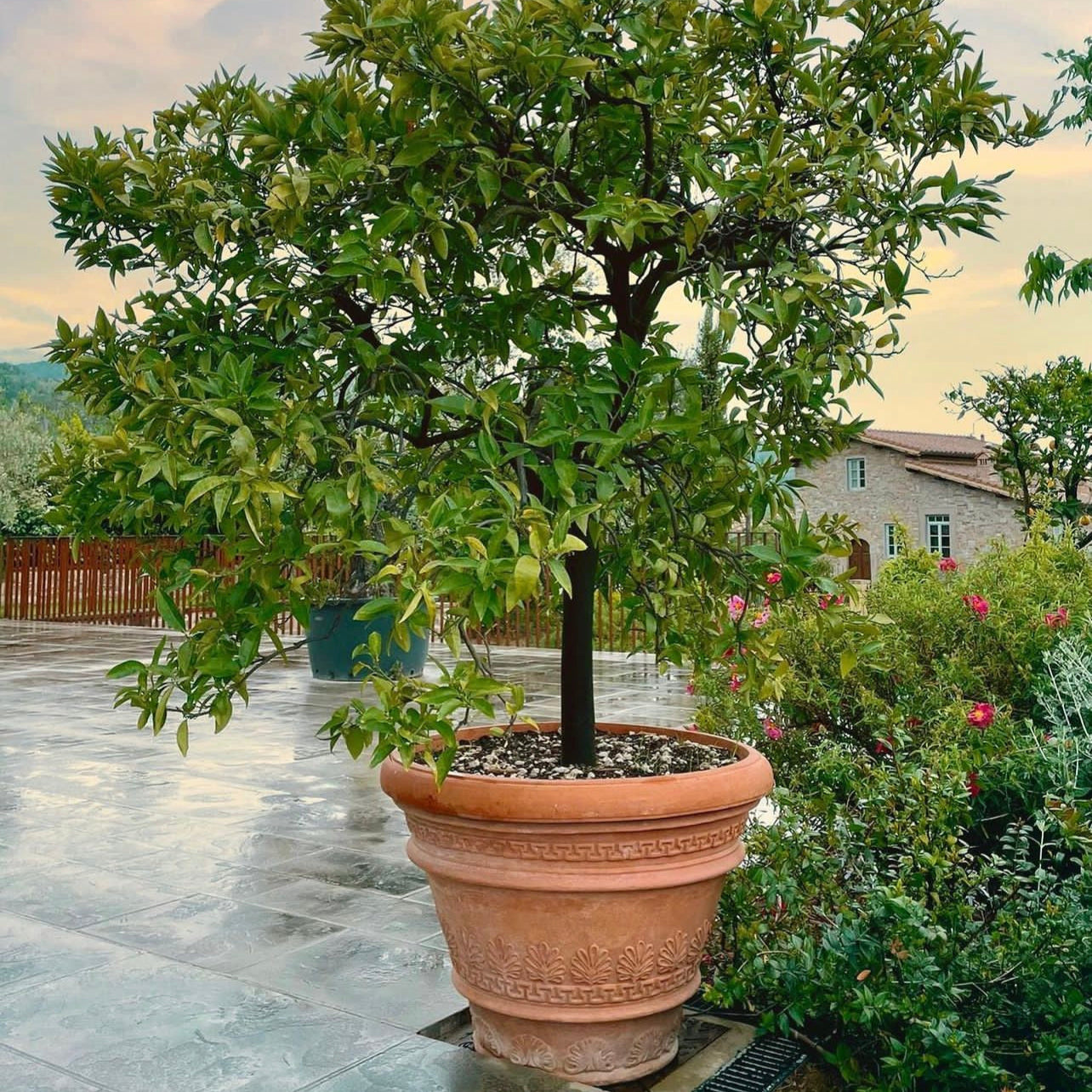 Italian terracotta planter with Greek key and acanthus relief, planted with citrus tree on stone terrace