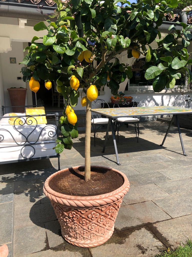 Potted lemon tree with lemons on a patio