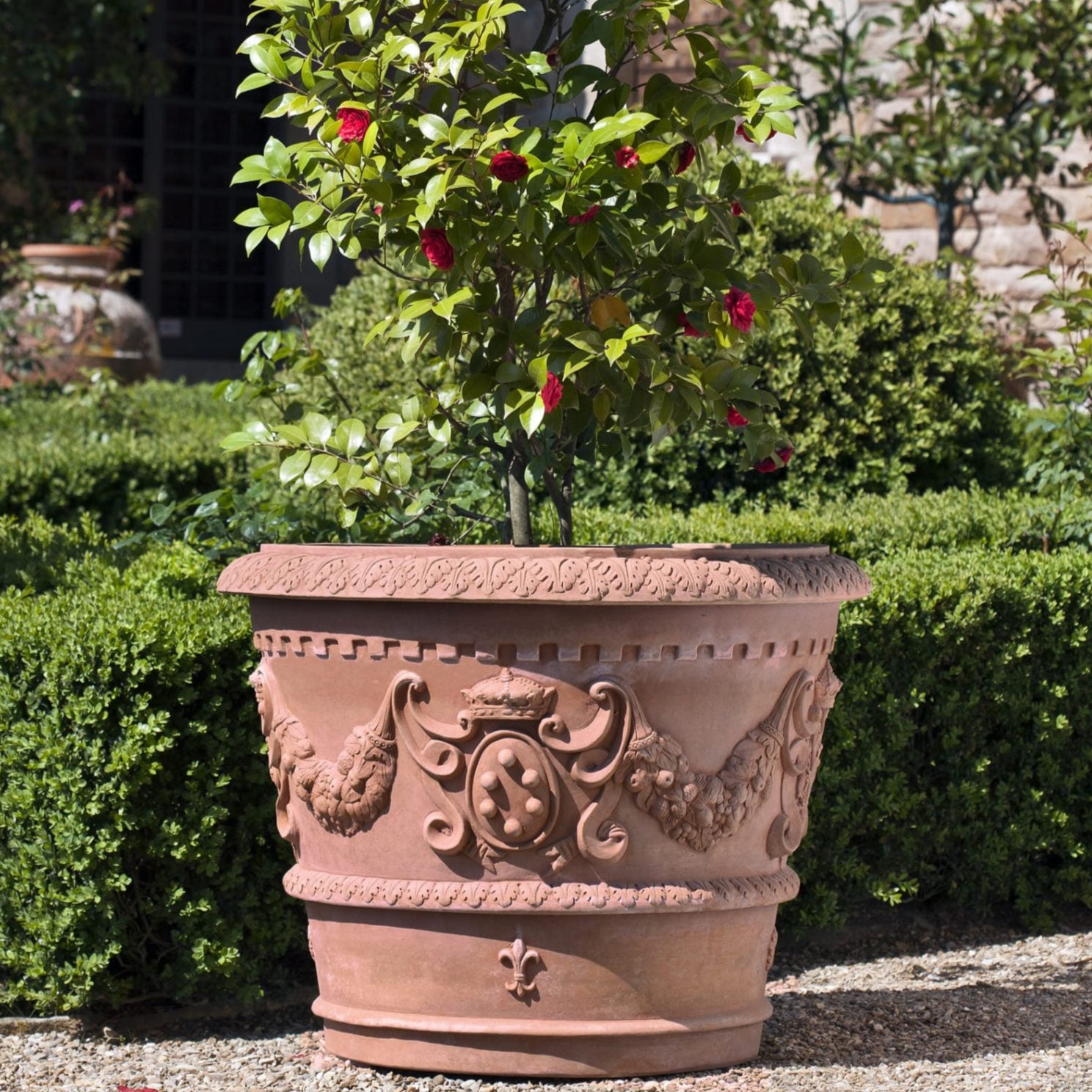 Vaso Stemma Mediceo Italian terracotta planter with flowering camellia standard in formal garden setting, clipped boxwood hedging and stone architecture in background