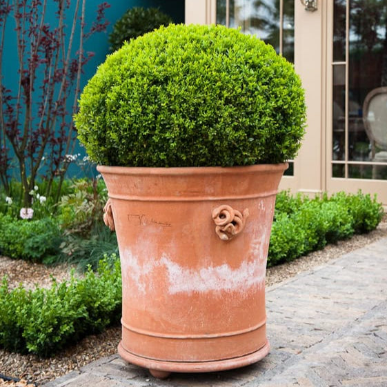 Vaso con Serpente Italian terracotta planter with clipped boxwood ball topiary at courtyard entry, mixed border planting and painted facade in background